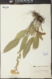 Solidago rigida image