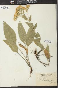 Solidago rigida image