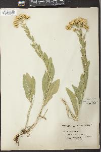 Solidago rigida image