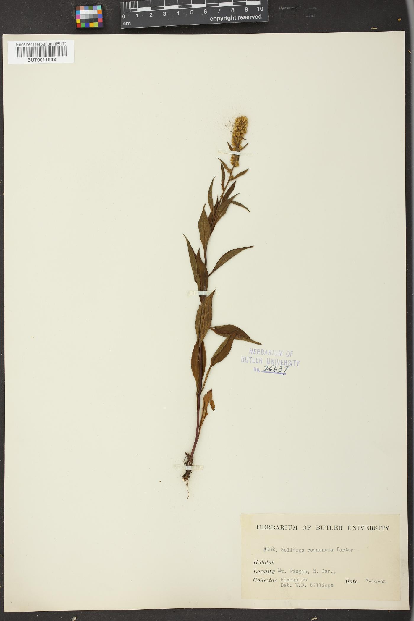 Solidago roanensis image