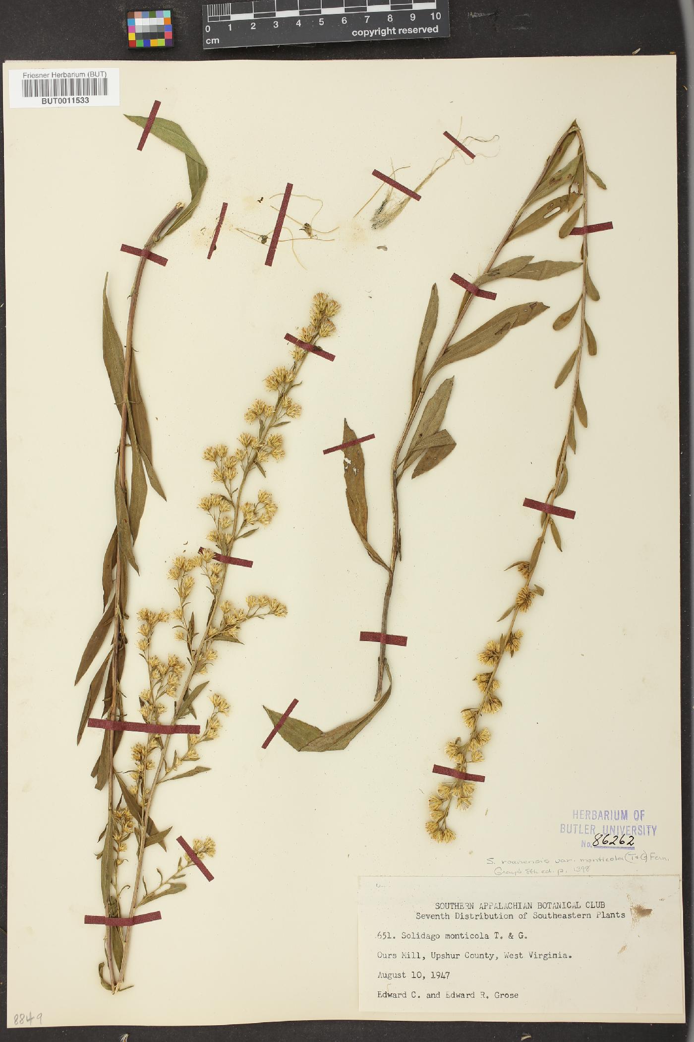 Solidago roanensis var. monticola image