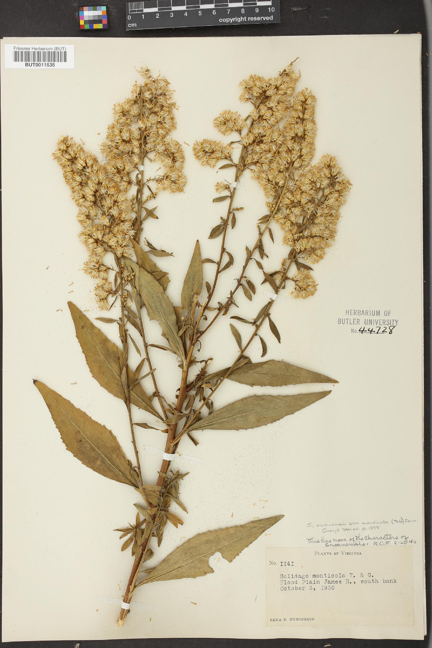 Solidago roanensis var. monticola image