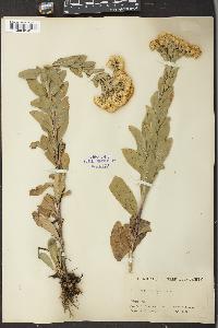 Solidago rigida image