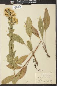 Solidago rigida image