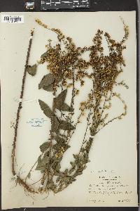 Solidago radula image