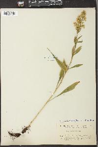 Solidago randii image