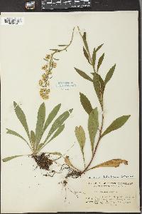 Solidago randii image