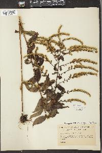 Solidago rugosa var. aspera image