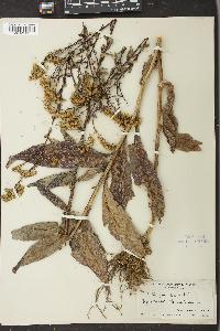 Solidago salicina image