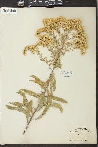 Solidago velutina image