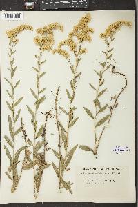 Solidago velutina image