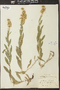 Solidago velutina image