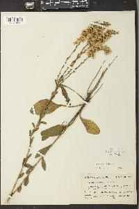 Solidago stricta image