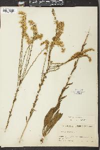 Solidago stricta image