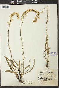 Solidago stricta image