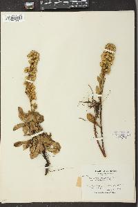 Solidago spathulata image