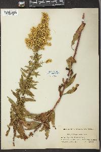 Solidago speciosa image