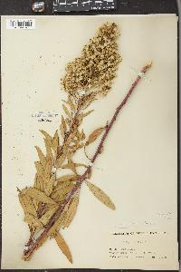 Solidago rigidiuscula image