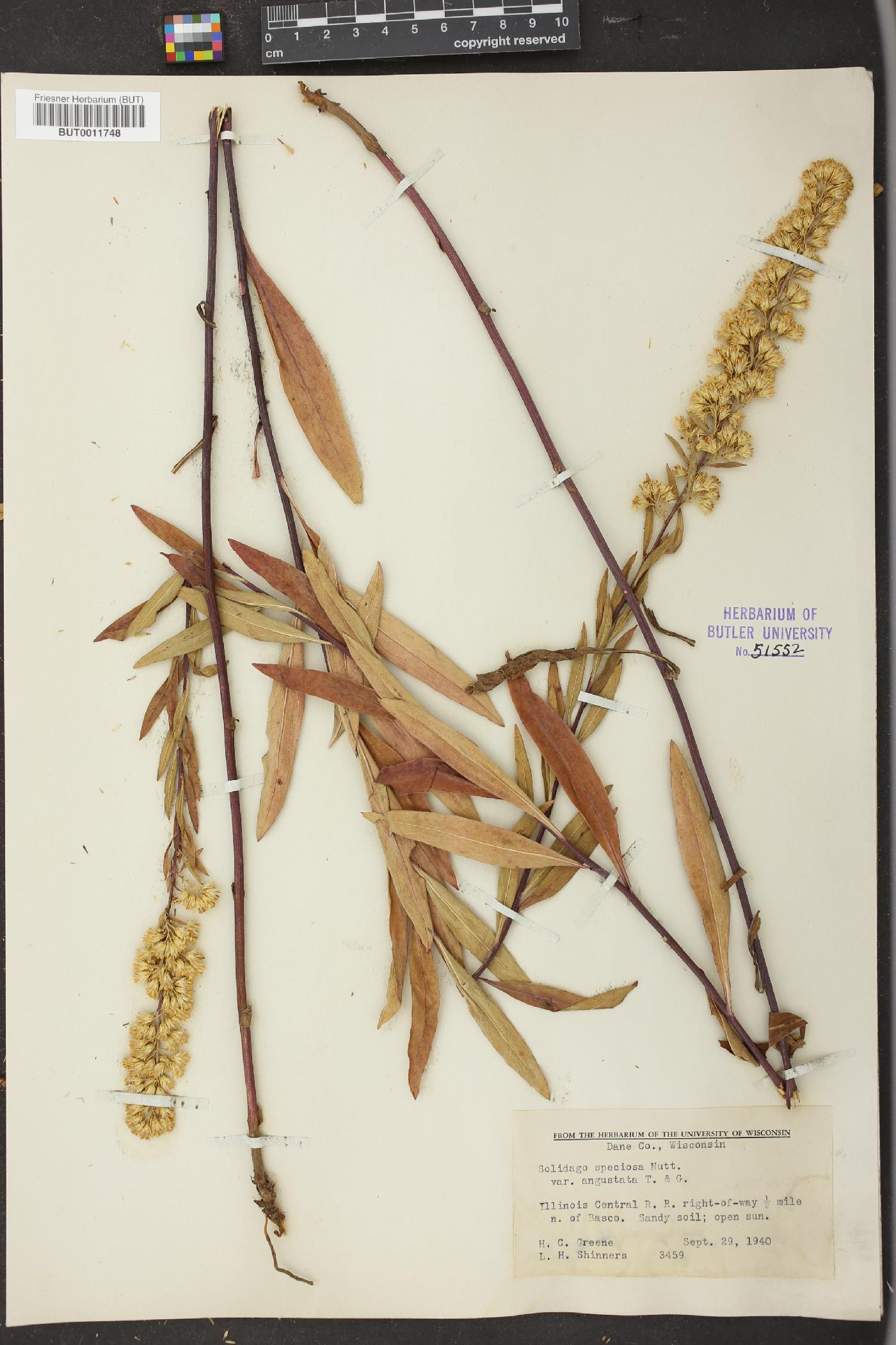 Solidago rigidiuscula image