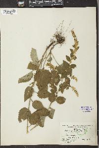 Solidago sphacelata image