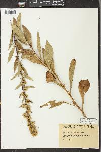 Solidago squarrosa image