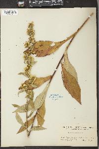 Solidago squarrosa image