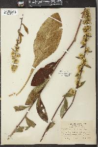 Solidago squarrosa image