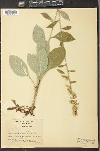 Solidago squarrosa image