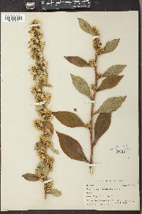 Solidago squarrosa image