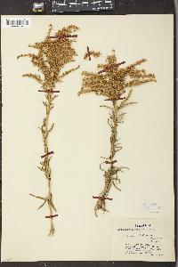 Solidago tortifolia image