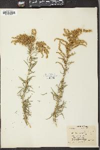 Solidago tortifolia image