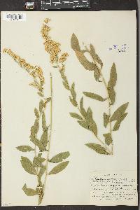 Solidago velutina image