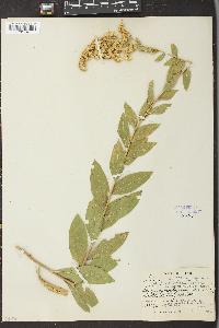 Solidago velutina image