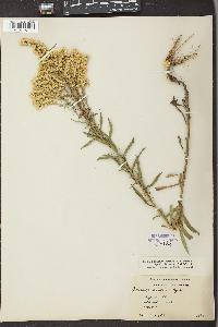 Solidago velutina image