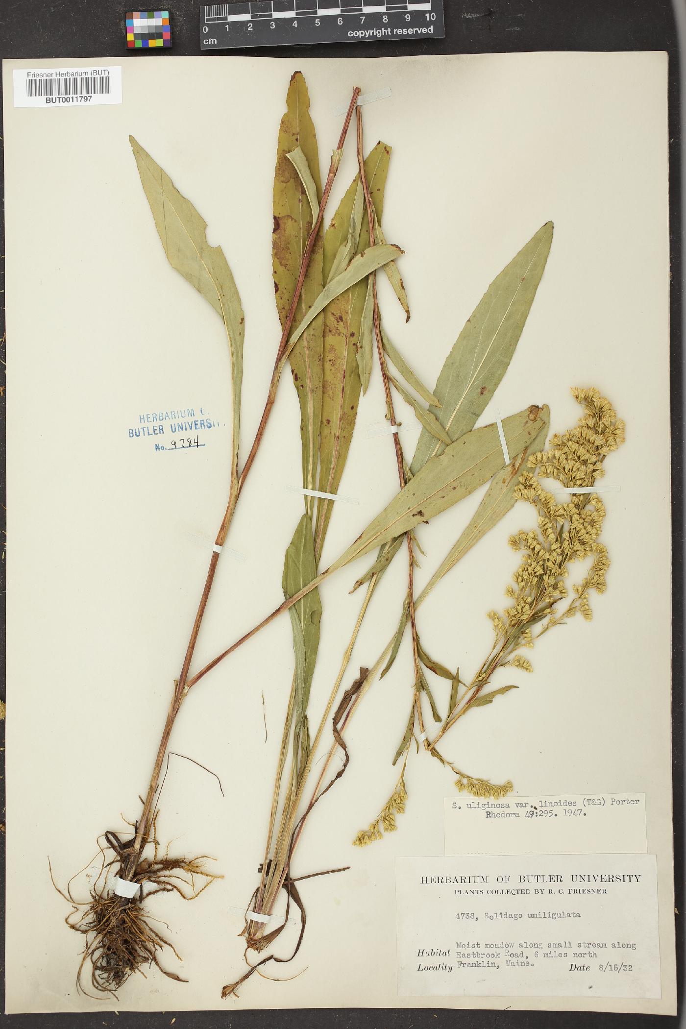 Solidago uliginosa var. linoides image