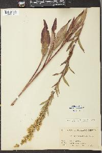 Solidago uliginosa var. linoides image