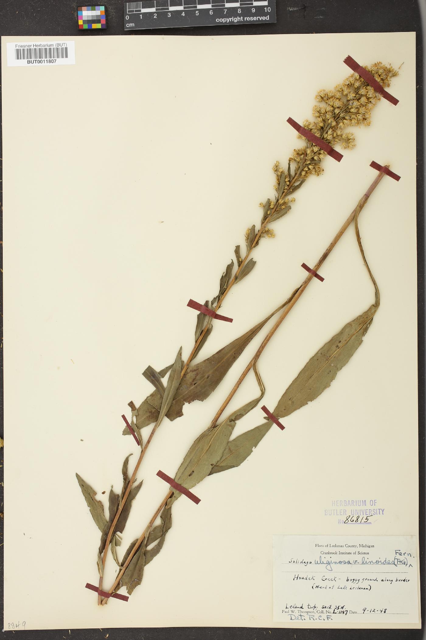 Solidago uliginosa var. linoides image