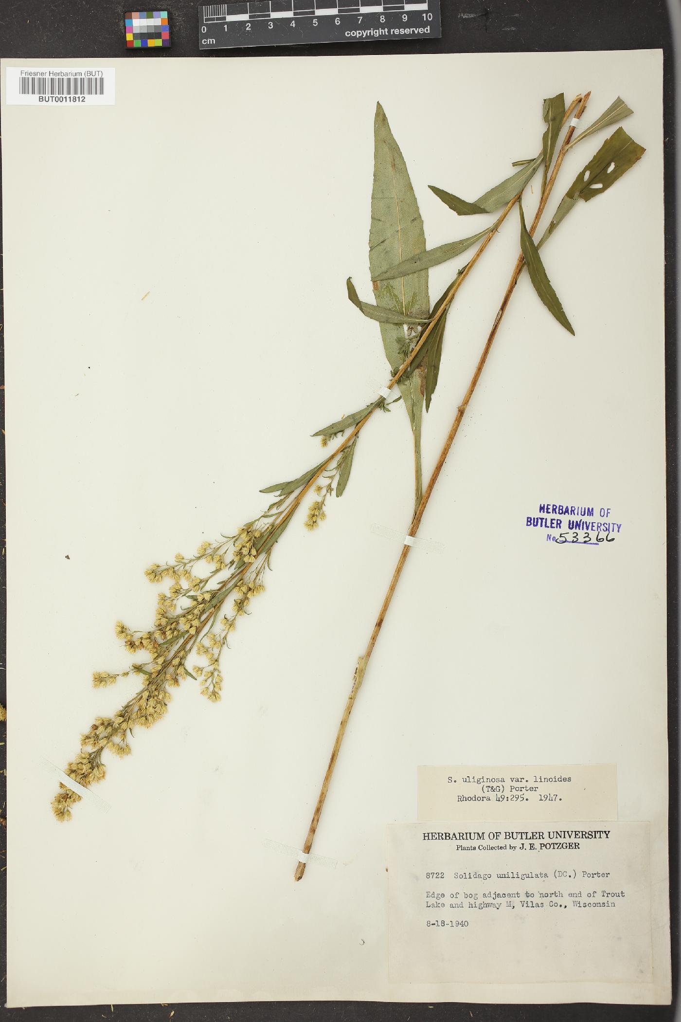 Solidago uliginosa var. linoides image
