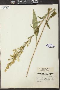 Solidago uliginosa var. linoides image