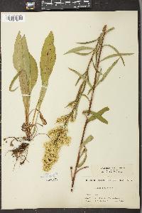 Solidago uliginosa var. linoides image