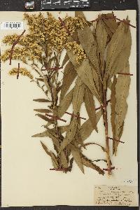 Solidago uliginosa var. neglecta image