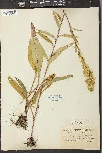 Solidago uniligulata image