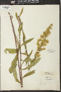 Solidago uliginosa var. linoides image