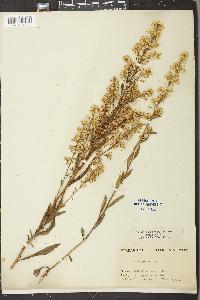 Solidago uliginosa var. linoides image