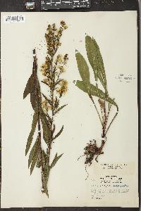 Solidago uliginosa var. linoides image