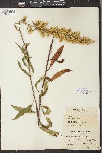 Solidago uliginosa var. linoides image