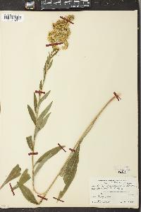 Solidago uliginosa var. linoides image