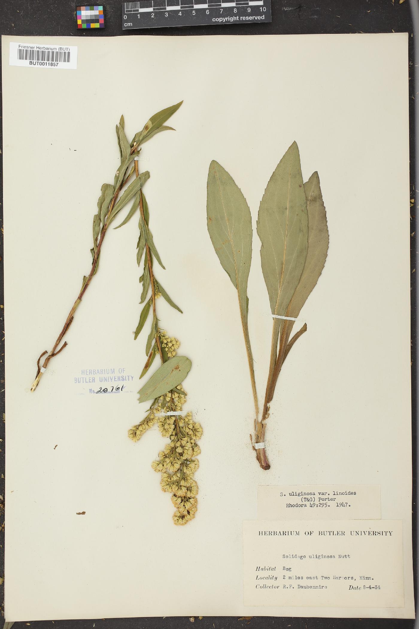 Solidago uliginosa var. linoides image