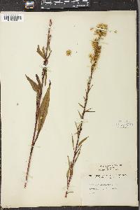 Solidago uliginosa var. linoides image