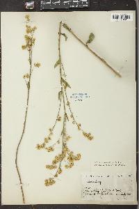 Solidago verna image